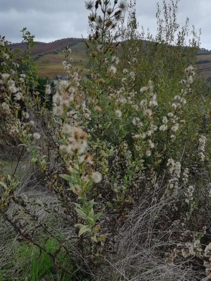فندق Vale Do Rodo Residencial Peso da Régua المظهر الخارجي الصورة