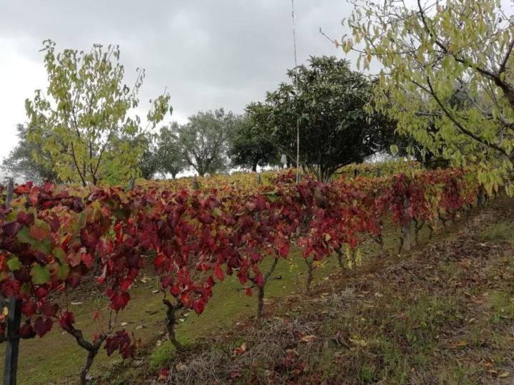 فندق Vale Do Rodo Residencial Peso da Régua المظهر الخارجي الصورة